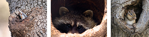 Wildlife utilizing wolf trees