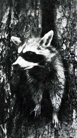 Raccoon in wolf tree