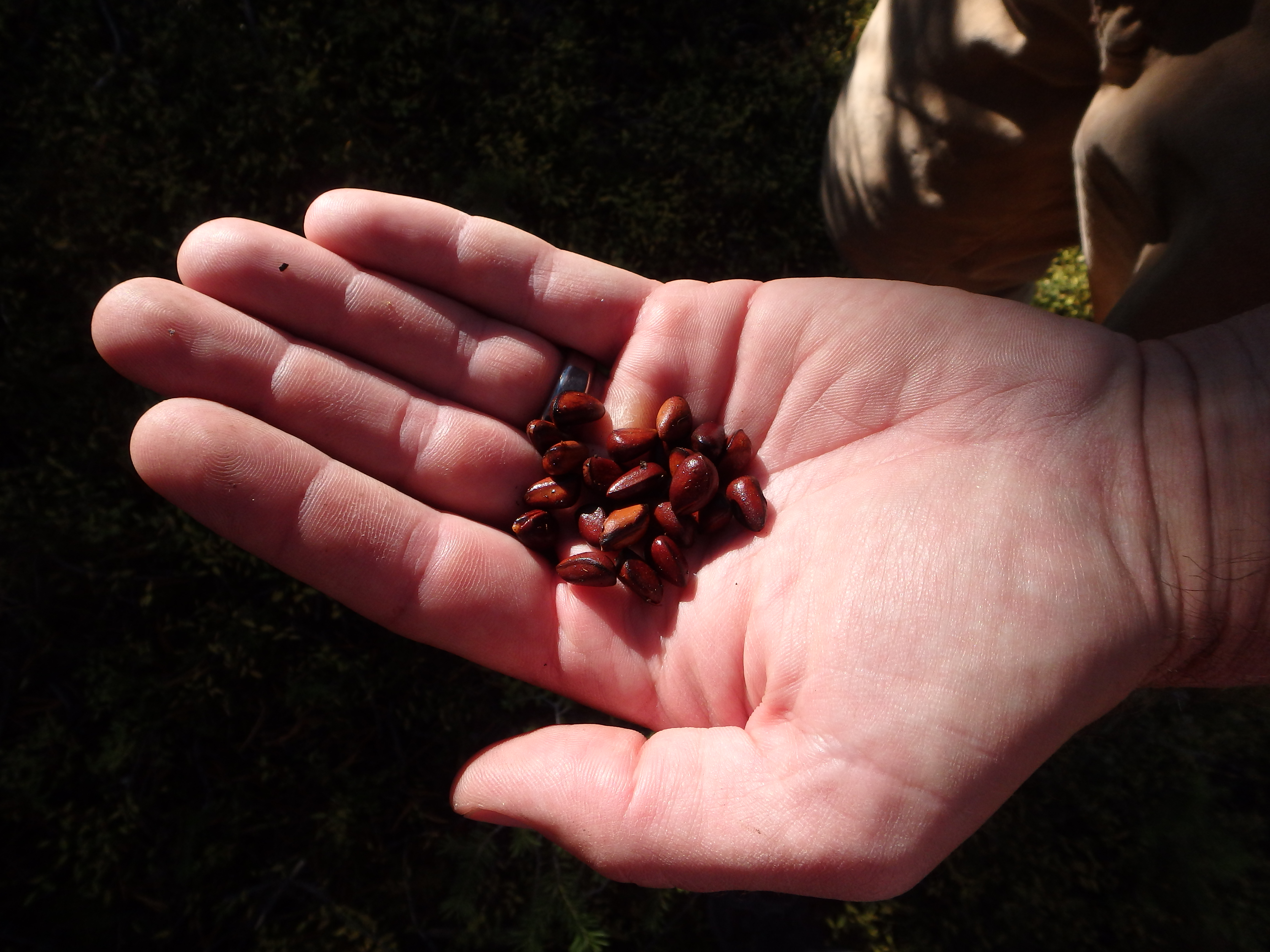 Whitebark pine seeds.
