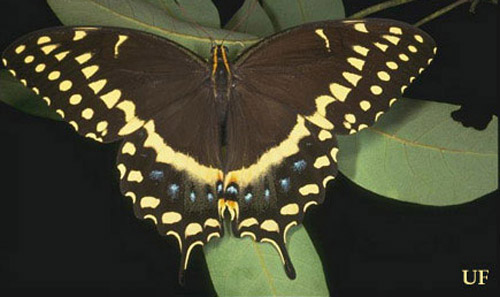 The palamedes swallowtail butterfly feeds on many plants and trees, including ash and redbay. Photo credit: J F Butler, University Florida.