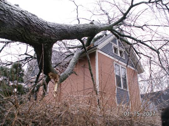 Diseased and dead ash trees — victims of the emerald ash borer — can wreak havoc on communities. Photo credit: Major Hefje, Ann Arbor, Mich.