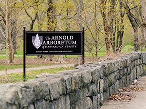 Arnold Arboretum.