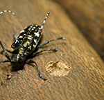  Asian longhorned beetle
