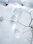 Coyote tracks in snow