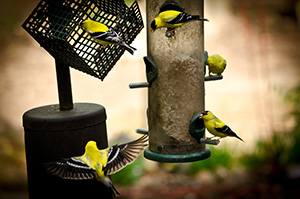 A crowd of goldfinches is attracted to this feeder