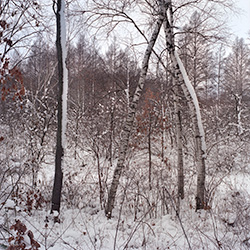 Birch in a mixed young forest at Ennis Lake