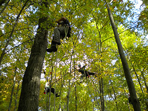 Tree climbers with the Massachusetts Cooperative ALB Eradication Program surveying trees