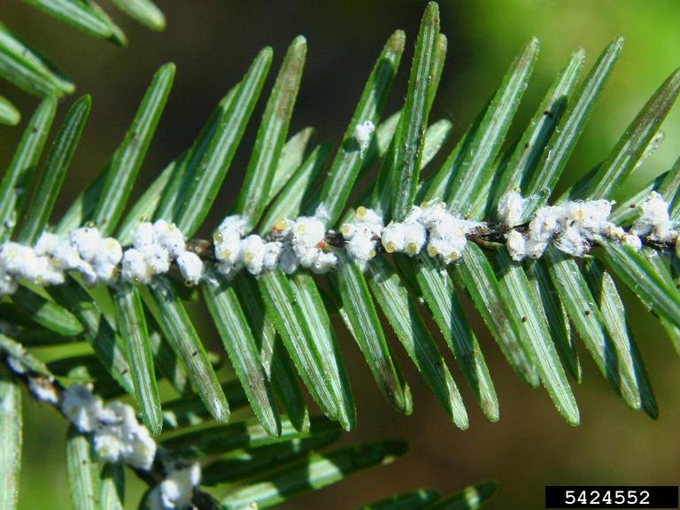 The aftermath of a hemlock woolly adelgid infestation.