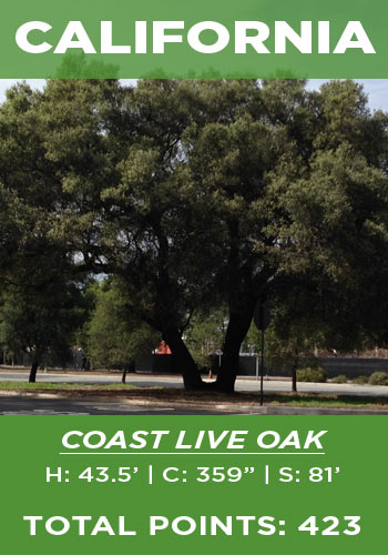 California - Coast live oak
