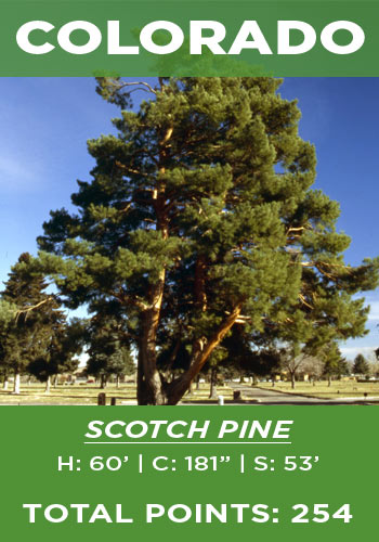 Colorado - Scotch pine