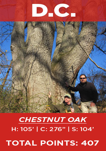 D.C. - chestnut oak