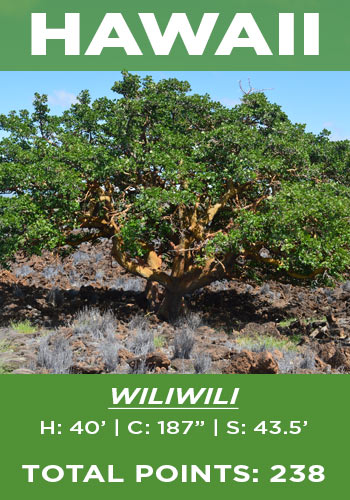 Hawaii - Wiliwili