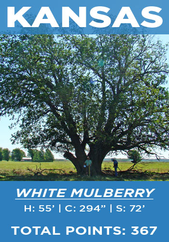 Kansas - white mulberry