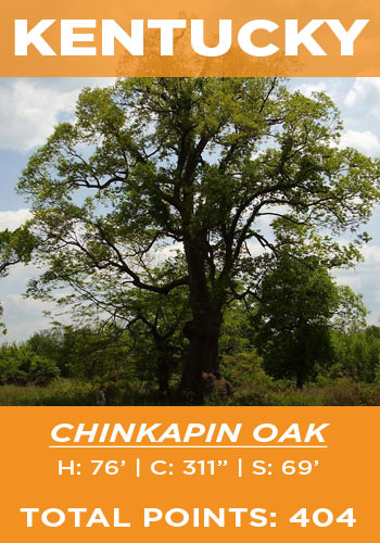 Kentucky - chinkapin oak