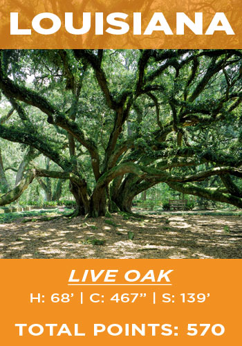 Louisiana - live oak