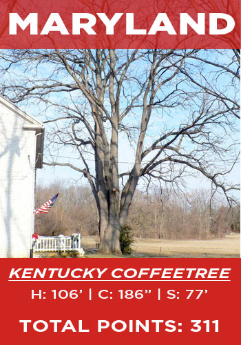 Maryland - Kentucky coffeetree