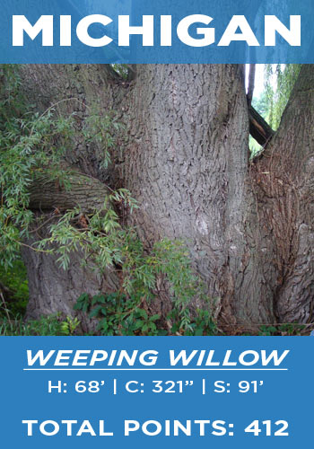 Michigan - weeping willow