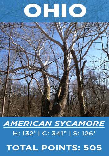 Ohio - American sycamore