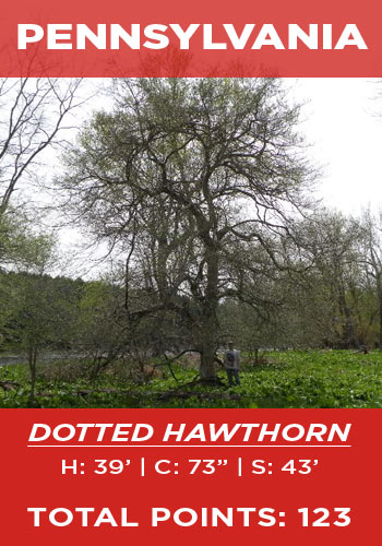 Pennsylvania - Dotted hawthorn