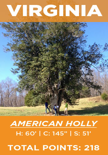 Virginia - American holly
