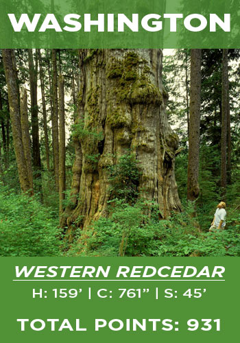 Washington - Western redcedar