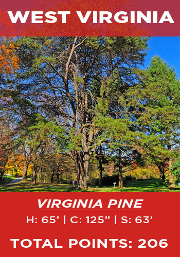 West Virginia - Virginia pine