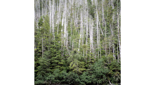 If listed, the yellow cedar will become the first tree species in Alaska to be protected under the ESA. Photo credit: U.S Forest Service