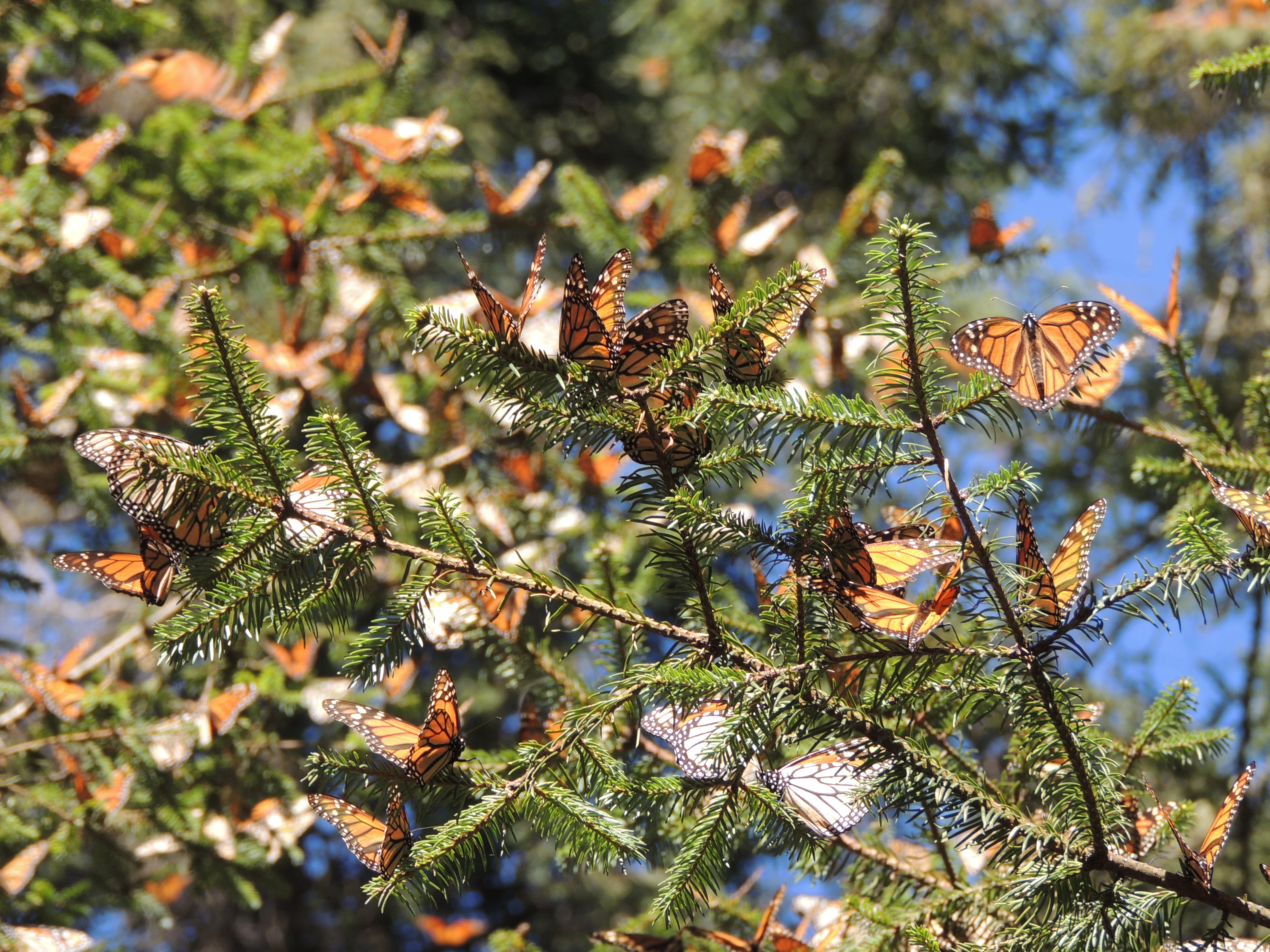 Monarch Butterflies in a tree