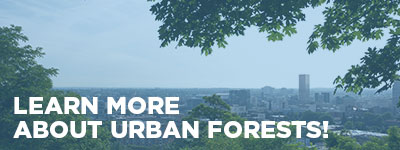 Learn more about urban forests