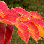 Crape Myrtle leaves in Fall Photo credit: Brandi Korte via Flickr