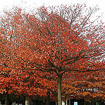 Pin Oak leaves in fall Photo credit: ekentir via Flickr