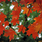 Red Maple leaves in Fall Photo credit: Greg Wagoner via Flickr