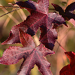 Sweet gum Tree Leaves in Fall Photo Credit: J. Micheal Raby via Flickr