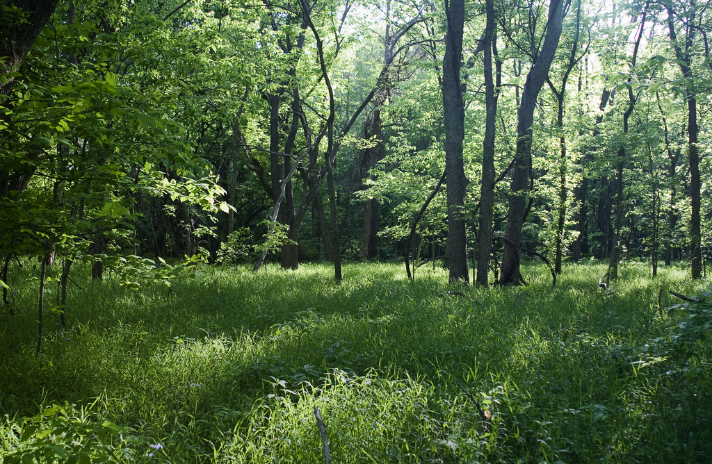 Forested land in Bartlesville, Oklahoma