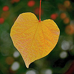 Eastern Redbud Leaf Photo Credit Vincent Brassinne via Flickr