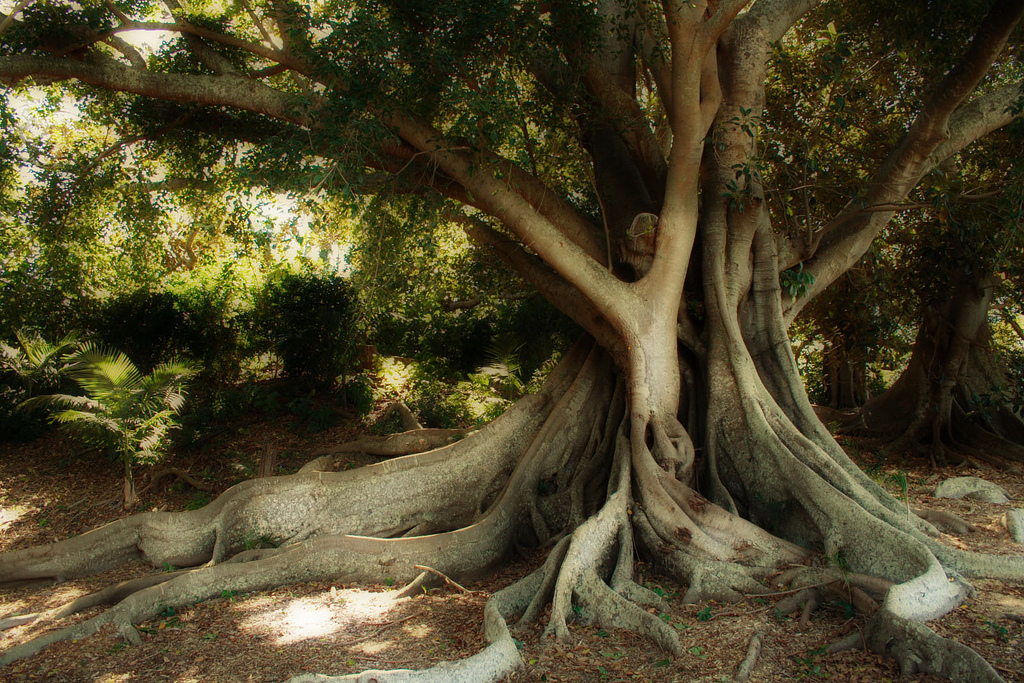 Moreton Bay Fig