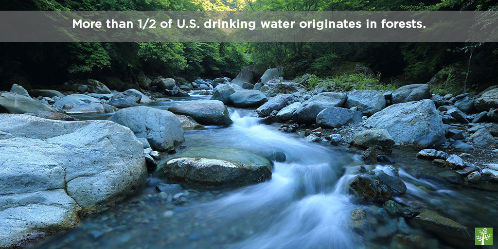 More than 1/2 of U.S. drinking water originates in forests. 