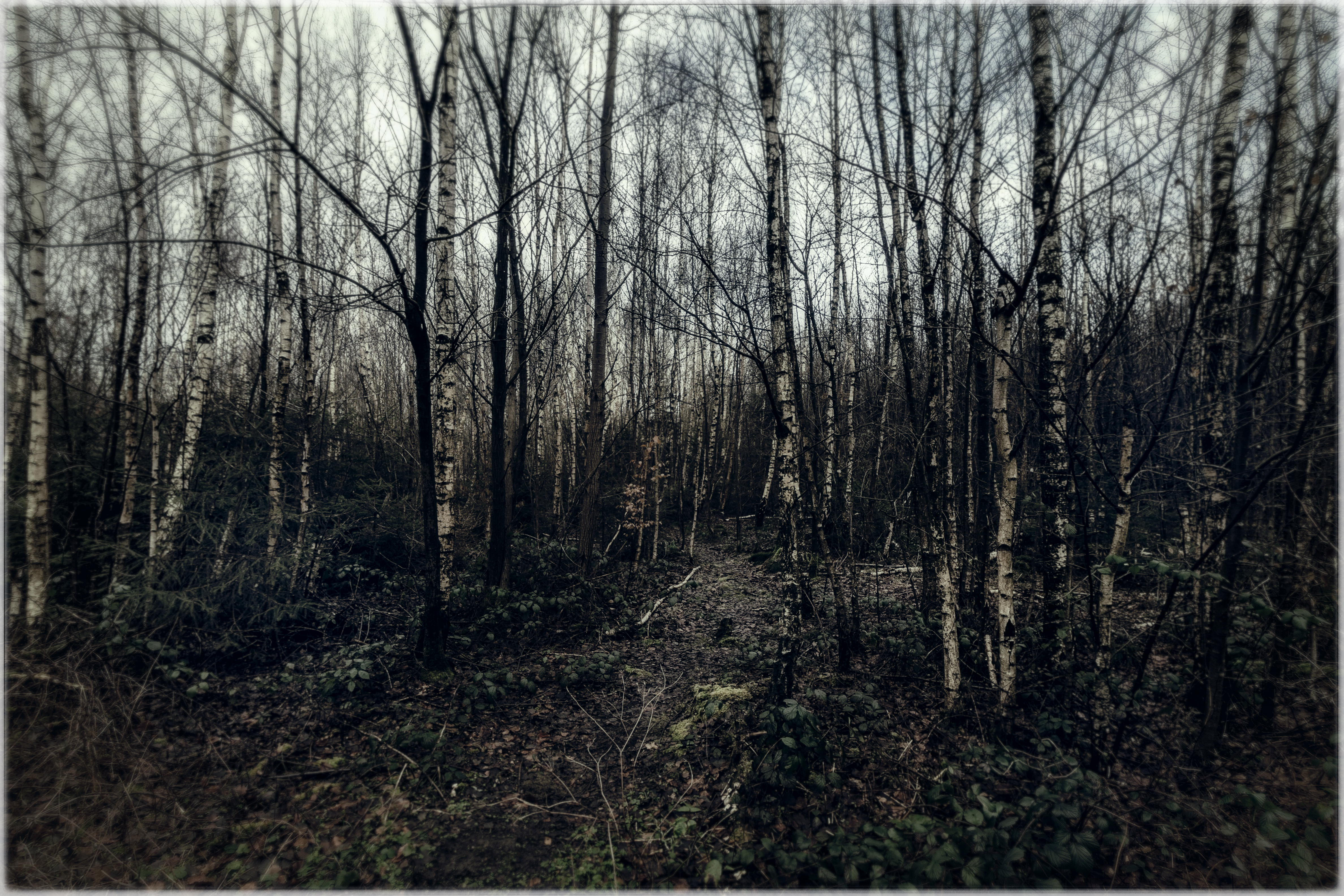 Trail through a forest of birch trees on a winter evening. 