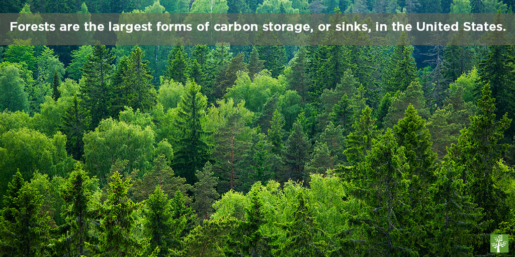 Forests are the largest forms of carbon storage, or sinks, in the United States.
