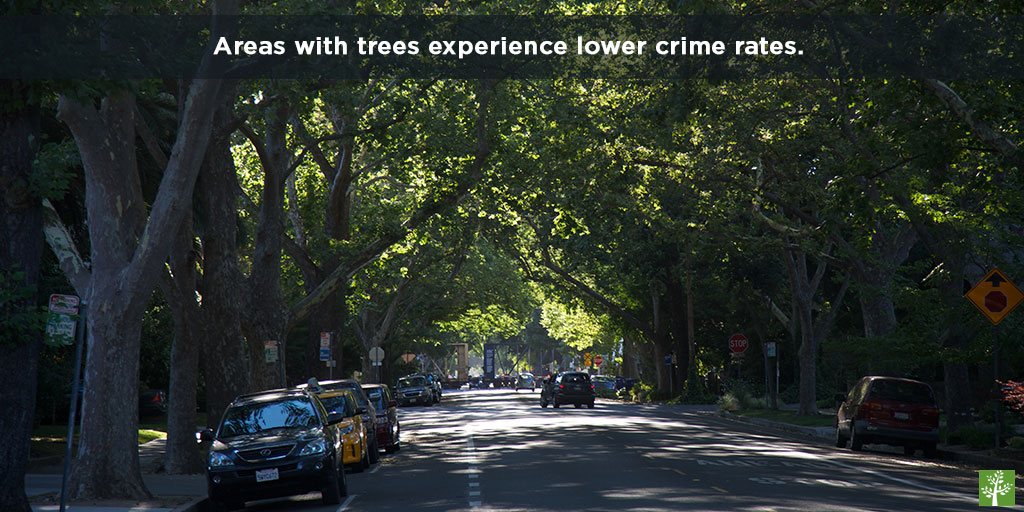 Areas with trees experience lower crime rates.
