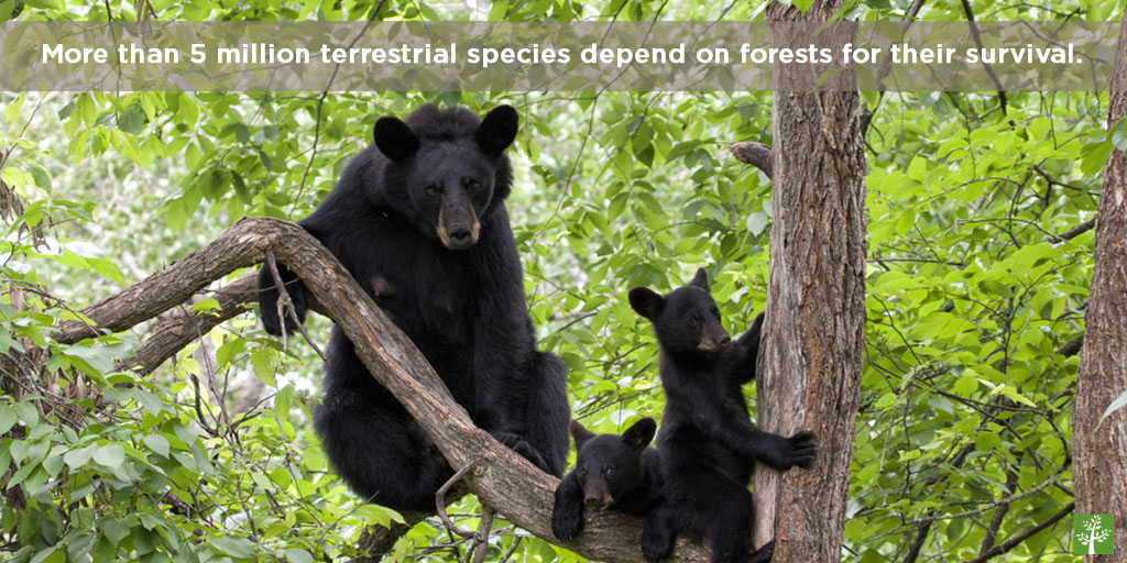More than 5 million terrestrial species depend on forests for their survival.