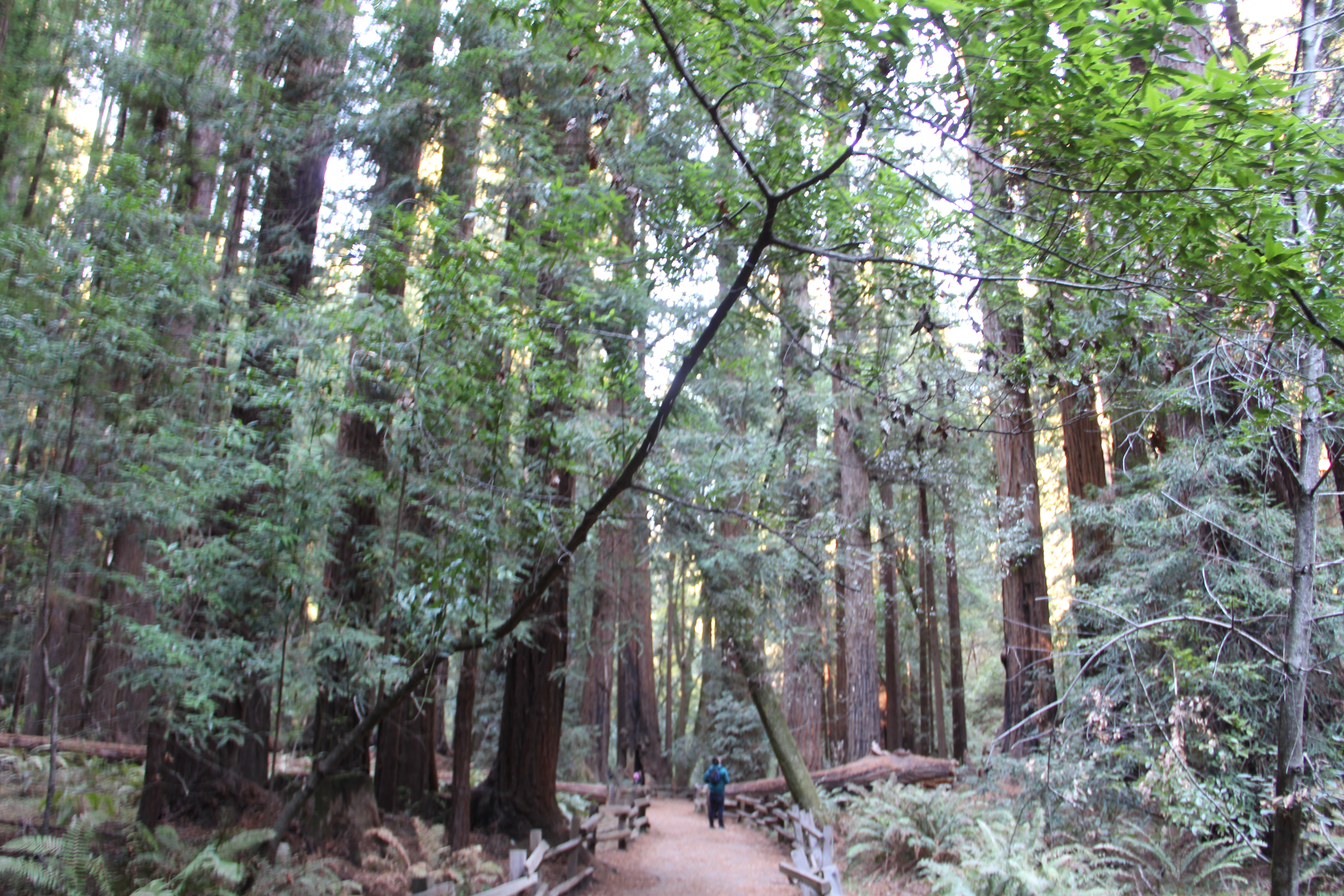 Pathway in Muir Woods showing the human-to-tree scale in the forest.
