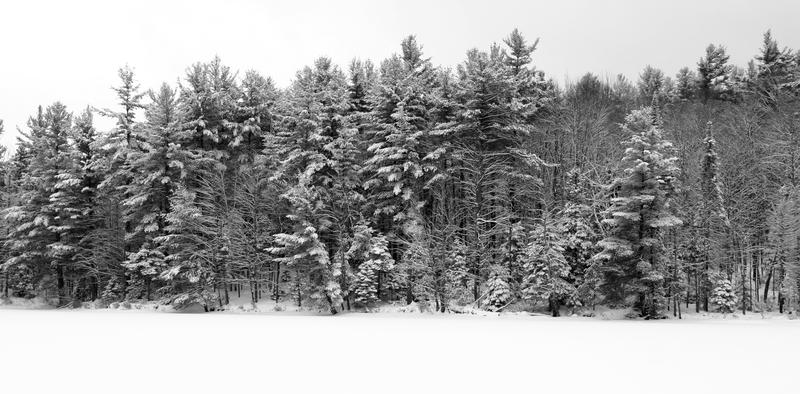 Trees with heavy snow