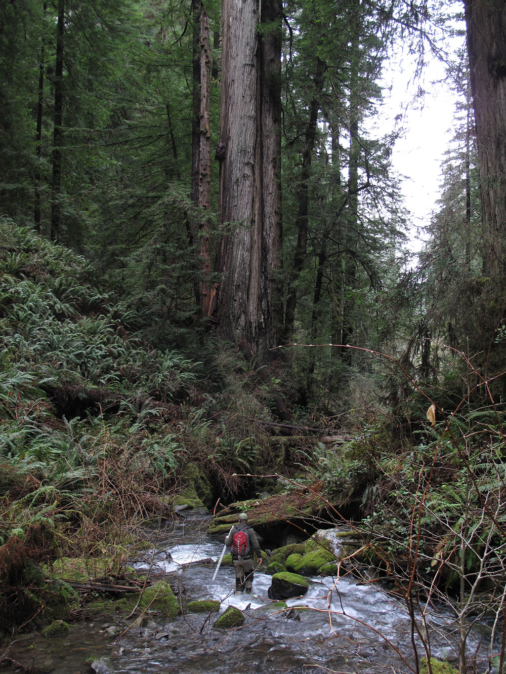 A biologist conducting a fish survey in Little Lost Man Creek
