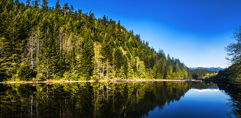 Forest on Lake
