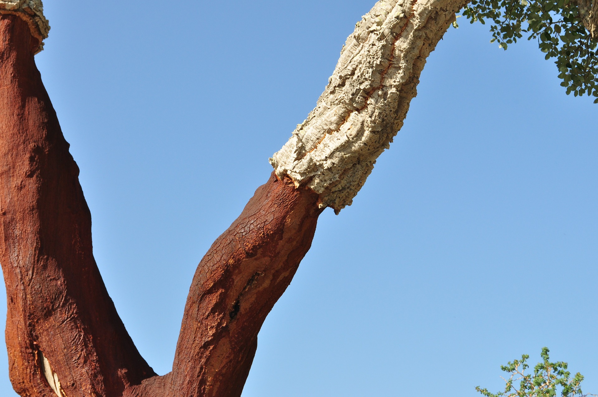 Cork oak bark.