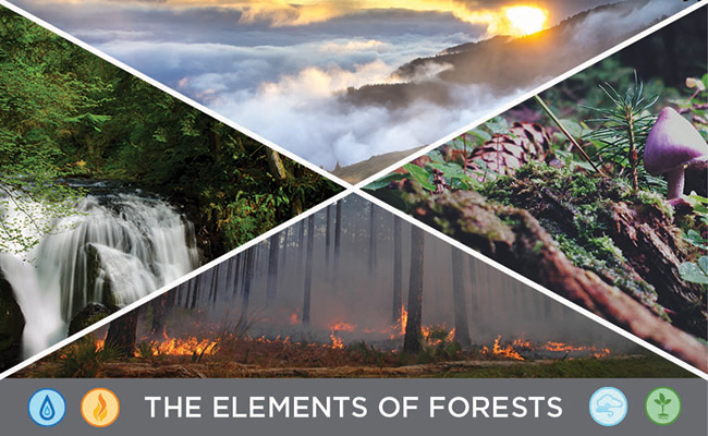 Elements of Forests