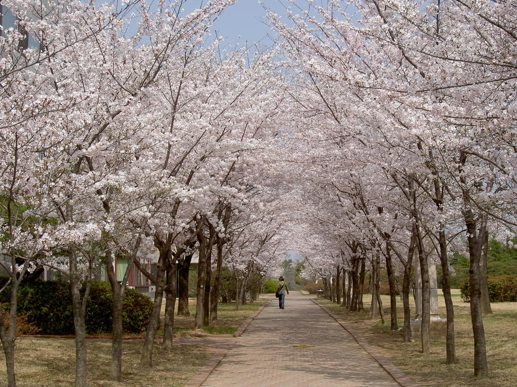 Cherry blossoms at the National Arboretum.