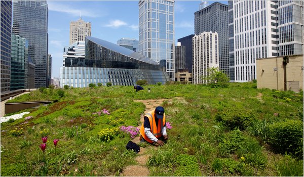 Chicago City Hall Green Roof