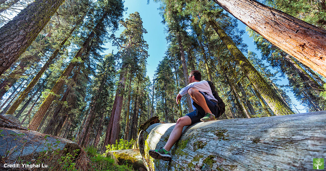 Man looking up giant sequoias